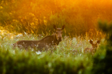 Mit etwas Glck knnen Sie im Soomaa-Nationalpark auch Elche beobachten. Besonders whrend der Dmmerung sind die Tiere auf Lichtungen anzutreffen.     /      Jarek Jepera / Visit Estonia